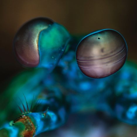 Zwei große, leuchtend-bunte Augen mit schimmernden Farben in Nahaufnahme, vermutlich von einem Meereslebewesen.