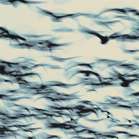 Abstrakte Darstellung: verschwommene schwarze Silhouetten von Vögeln in Bewegung auf hellblauem Hintergrund.