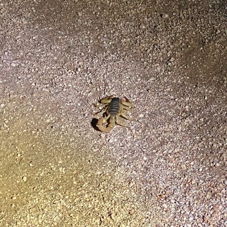 Ein Skorpion mit erhobenem Schwanz auf sandigem Boden, in warmem Licht beleuchtet.