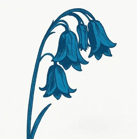 Eine Illustration von fünf blauen Glockenblumen an einem geschwungenen Stiel auf weißem Hintergrund.