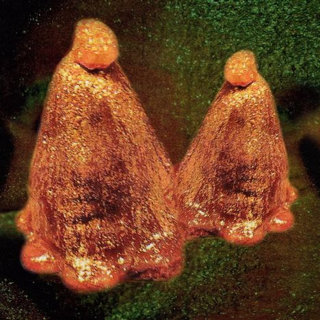Black To Comm: Oocyte Oil & Stolen Androgens, CD