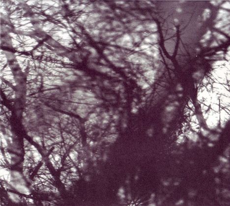 Verzweigte, dunkle Äste vor einem hellen, verschwommenen Hintergrund; schafft einen mystischen, verworrenen Eindruck.