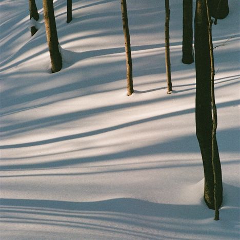 Mehrere Baumstämme werfen lange, weiche Schatten auf frischen Schnee im Wald.