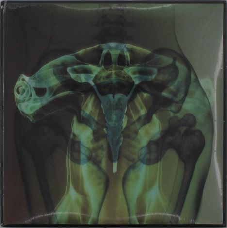 Ein X-Ray Bild eines Querflöte spielenden Skeletts mit sichtbarem Becken, Wirbelsäule und Hüftknochen in grünen Tönen.