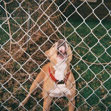 Ein Hund mit rotem Halsband bellt hinter einem Maschendrahtzaun im Garten voller Laub und Gras.