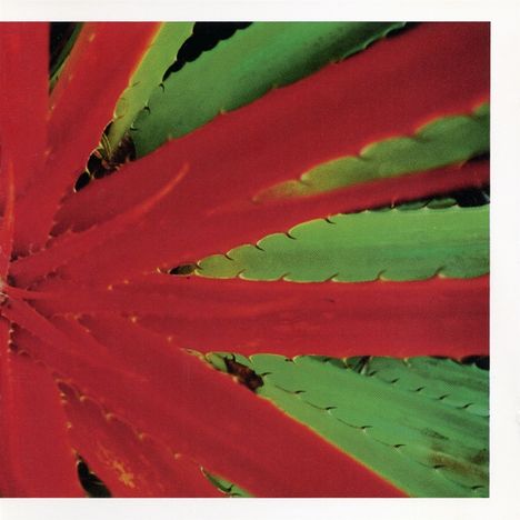 Rote und grüne, scharfkantige Blätter breiten sich sternförmig aus.