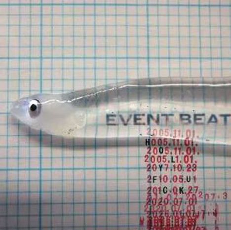 Text: "EVENT BEAT" auf einem Fischkörper. Hintergrund: kariertes Papier. Ein durchsichtig-plastikähnlicher Fisch.