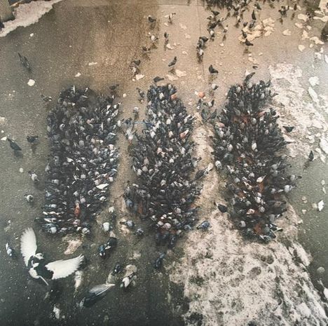Dichte Gruppen von Tauben auf schneebedecktem Boden, geformt wie Fußabdrücke. Einzelne Tauben fliegen oder picken am Rand.