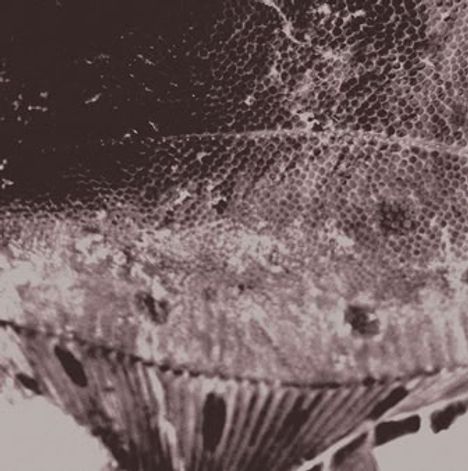 Es gibt keinen Text zu beschreiben. Das Bild zeigt ein schwarz-weißes Muster, das an eine Textur oder Struktur erinnert.