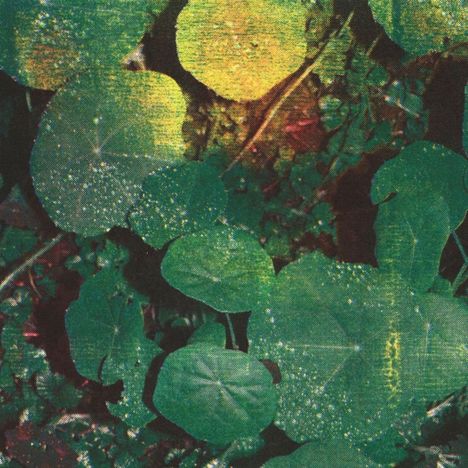 Eine Nahaufnahme von grünen Blättern, bedeckt mit glitzernden Regentropfen.