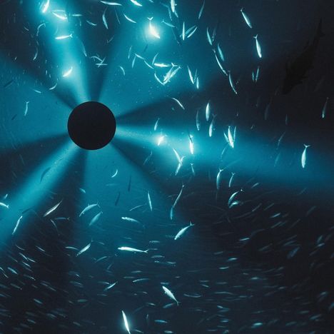 Ein schwarzer Kreis in der Mitte, umgeben von vielen leuchtenden Fischen in einem tiefblauen Wasser.