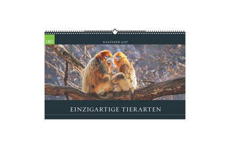 "KALENDER 2027", "EINZIGARTIGE TIERARTEN". Drei Affen sitzen eng aneinander auf einem Ast in einem Wald.