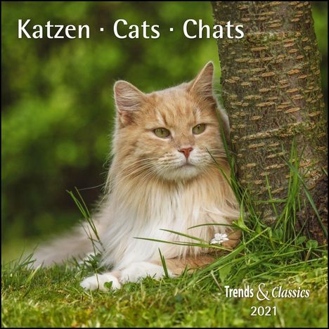 Katzen Cats 2021 - Broschüren-Wandkal inkl Poster, Kalender