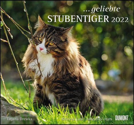 ... geliebte Stubentiger 2022 - DuMont Wandkalender, Kalender