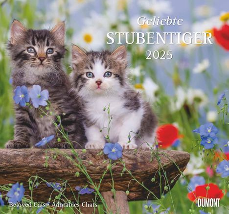 Geliebte Stubentiger 2025 - DUMONT Wandkalender - mit den wichtigsten Feiertagen - Format 38,0 x 35,5 cm, Kalender