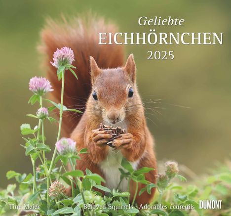 Geliebte Eichhörnchen 2025 - DUMONT Wandkalender - mit den wichtigsten Feiertagen - Format 38,0 x 35,5 cm, Kalender