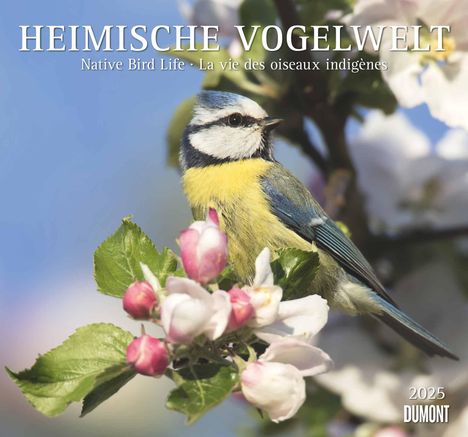 Heimische Vogelwelt 2025 - DUMONT Wandkalender - mit den wichtigsten Feiertagen - Format 38,0 x 35,5 cm, Kalender