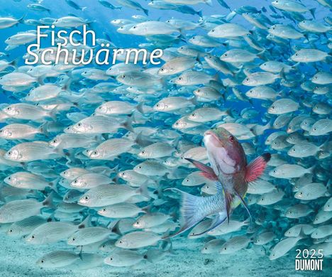 Fischschwärme 2025 - Unterwasser-Natur-Fotografie - Wandkalender 60 x 50 cm - Spiralbindung, Kalender