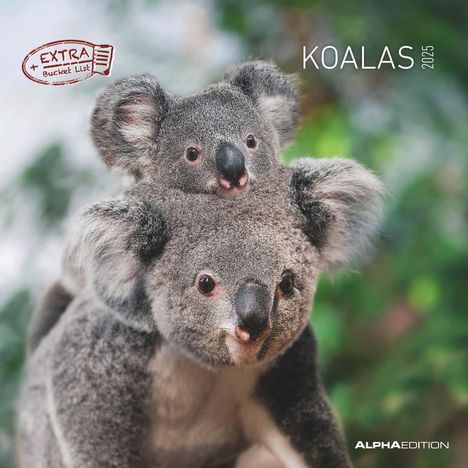 Koalas 2025 - Broschürenkalender 30x30 cm (30x60 geöffnet) - Kalender mit Platz für Notizen - koala bears - Bildkalender - Wandplaner - Bärenkalender, Kalender