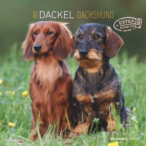 Dackel 2025 - Broschürenkalender 30x30 cm (30x60 geöffnet) - Kalender mit Platz für Notizen - Dachshund - Bildkalender - Wandplaner - Dackelkalender, Kalender