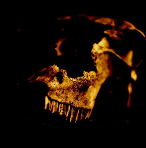 Ein beleuchteter, alter Schädel in einem dunklen Hintergrund, der einen mysteriösen, beinahe bedrohlichen Eindruck vermittelt.