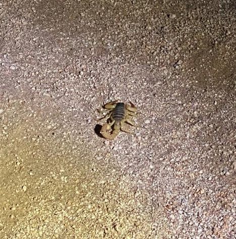 Kein Text vorhanden. Ein Skorpion befindet sich auf grobkörnigem Sand, in hellem Licht beleuchtet.