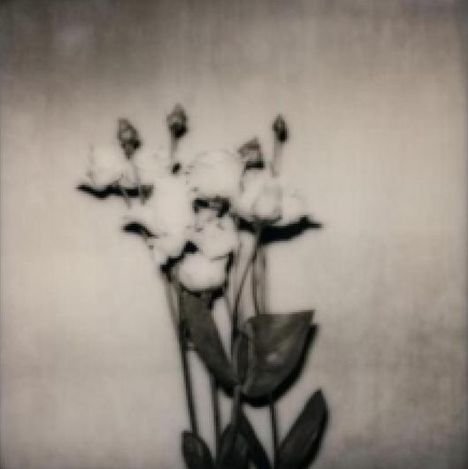 Ein Schwarz-Weiß-Bild von Blumen, wahrscheinlich Rosen, mit mehreren Knospen und Blättern, vor einem einfachen Hintergrund.