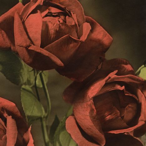 Keine Texte. Nahaufnahme von drei roten Rosen mit grünen Blättern, warm beleuchtet.
