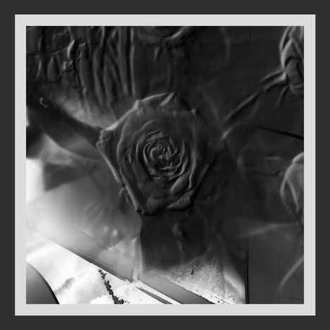 Ein zartes schwarz-weißes Bild zeigt eine stilisierte Rose im Fokus mit verschwommenem Hintergrund.