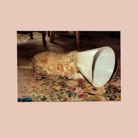 Ein Hund mit einem Plastikkegel um den Kopf liegt auf einem gemusterten Teppich. Im Hintergrund sind Möbel.