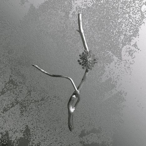 Ein knorriger Ast mit einem kugelförmigen Blütenkopf auf strukturiertem, monochromem Hintergrund.