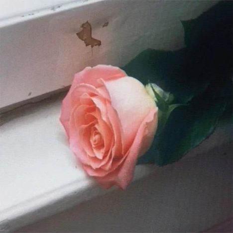 Keine Texte vorhanden. Eine einzelne rosafarbene Rose liegt auf einer beschädigten weißen Fensterbank.