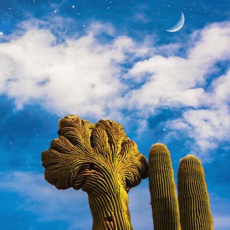 Ein alter Kaktus mit komplexem Wuchs vor blauem Himmel, weißen Wolken und einer schmalen Mondsichel.