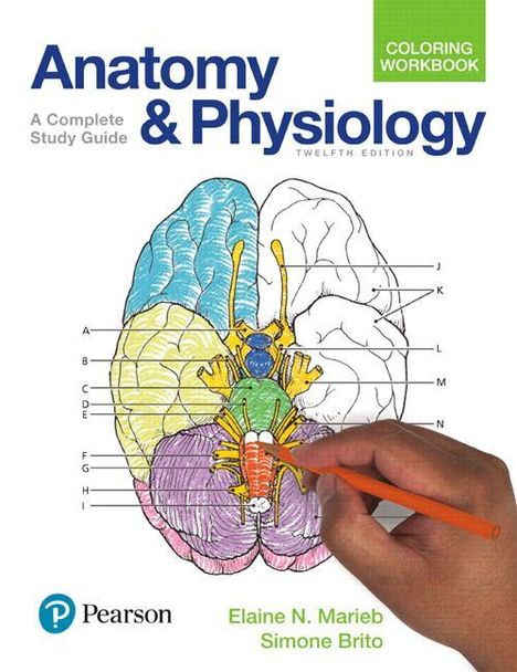 "Anatomy & Physiology", "A Complete Study Guide", "Twelfth Edition". Hand färbt ein anatomisches Diagramm aus.