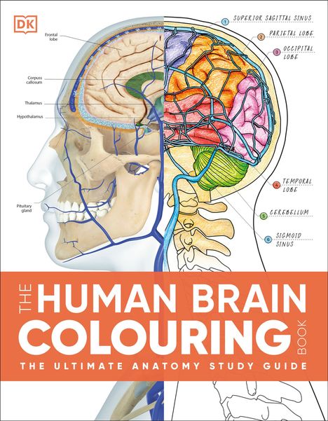 Text: "The Human Brain Colouring Book. The Ultimate Anatomy Study Guide." Illustration: Querschnitt des menschlichen Gehirns.