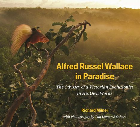 „Alfred Russel Wallace in Paradise“; naturnahe Szene mit einem farbenfrohen Vogel auf einem Baum vor tropischem Wald.