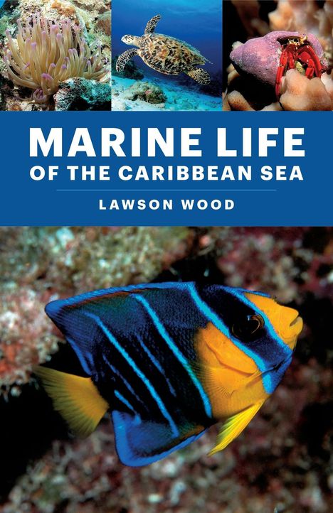 "MARINE LIFE OF THE CARIBBEAN SEA" von Lawson Wood. Bunte Fische, Meeresschildkröte, Anemonen, Einsiedlerkrebs.