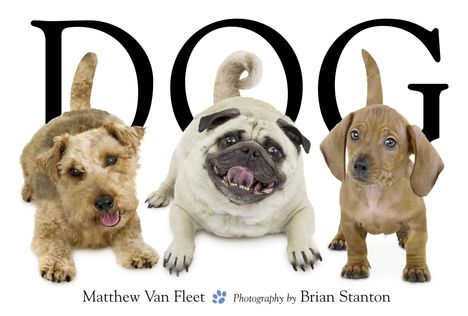 Text: "DOG". Illustration: Drei Hunde, links ein Terrier, in der Mitte ein Mops, rechts ein Dackel. Darunter Name und Fotokredit.