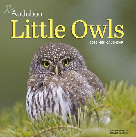 National Audubon Society: Audubon Little Owls Mini Wall Calendar 2025, Kalender