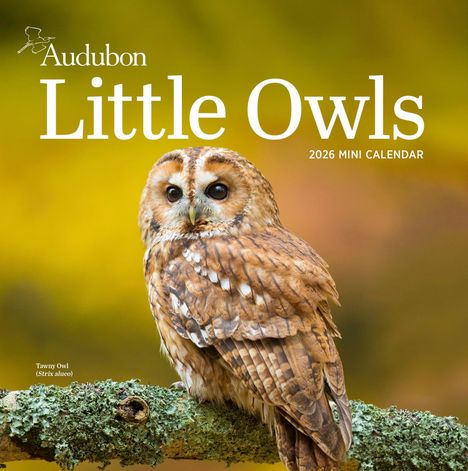 Workman Calendars: Audubon Little Owls Mini Wall Calendar 2026, Kalender