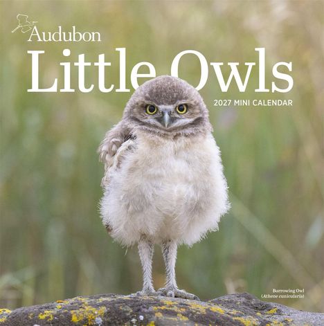 „Audubon Little Owls 2027 Mini Calendar.“ Eine junge Eule steht auf einem Felsen vor unscharfem Hintergrund.