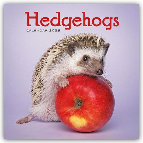 Carousel Calendar: Hedgehogs - Igel 2025 - Wand-Kalender, Kalender