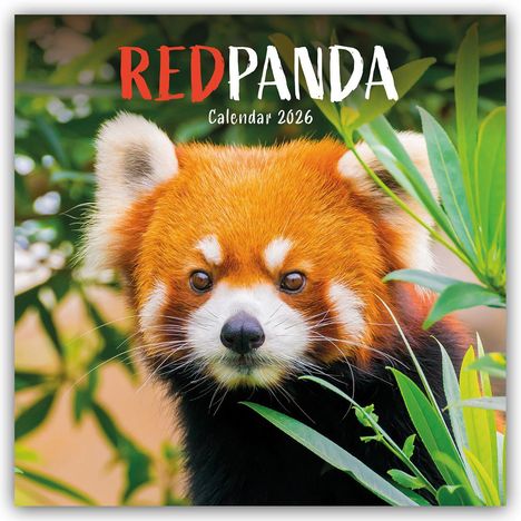 Carousel Calendar: Red Panda - Rote Pandas - Rote Pandabären 2026 - Wand-Kalender, Kalender