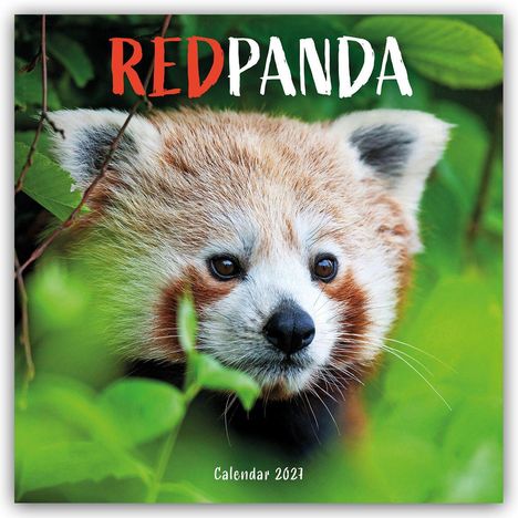 "RED PANDA" und "Calendar 2021". Ein roter Panda schaut durch grünes Laub, sein Gesicht im Fokus.