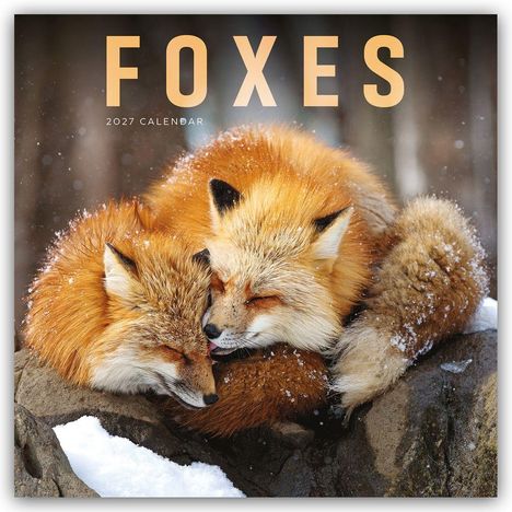 "FOXES 2027 CALENDAR" Zwei Rotfüchse kuscheln eng beieinander, mit Schneeflocken auf ihrem Fell.