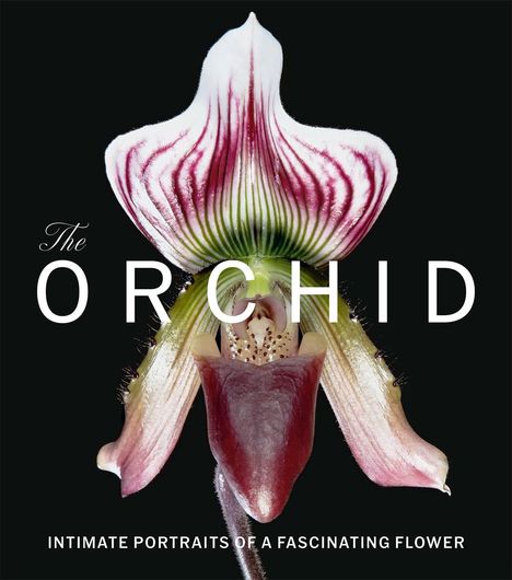 "The Orchid: Intimate Portraits of a Fascinating Flower." Detailreiches Bild einer Orchidee vor schwarzem Hintergrund.