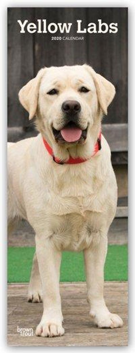 Browntrout Uk: Yellow Labradors 2020 Slim Calendar, Diverse