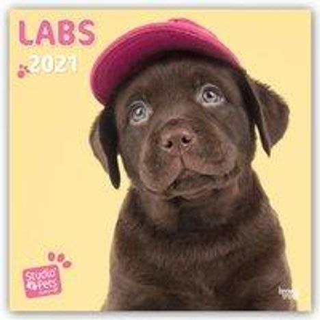 Myrna Huijing: Huijing, M: Lovable Labrador - Labrador Retriever 2021, Kalender