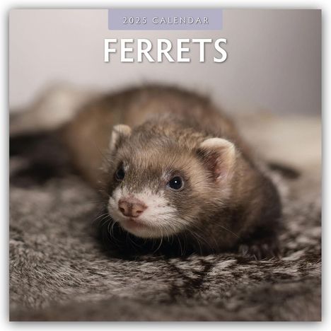 Ferrets - Frettchen 2025 - 16-Monatskalender, Kalender