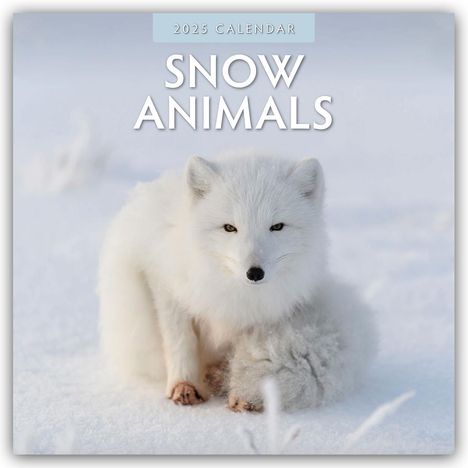 Robin Red: Snow Animals - Arktische Tiere 2025 - 16-Monatskalender, Kalender